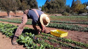 Harvesting baby greens