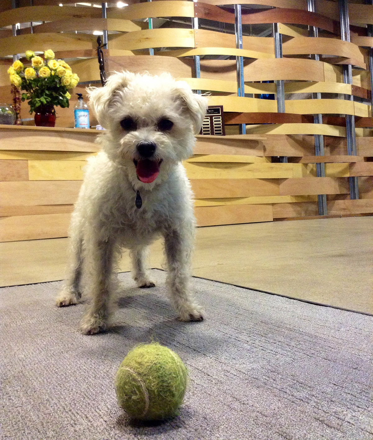 Time for a game of fetch to celebrate!