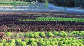 Lettuce being planted and harvested