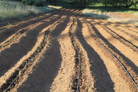 Sweet potato field just after planting