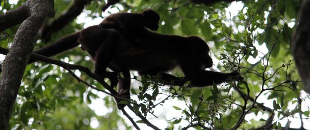 post 1 - monkeys feeding mother and baby monkey feeding